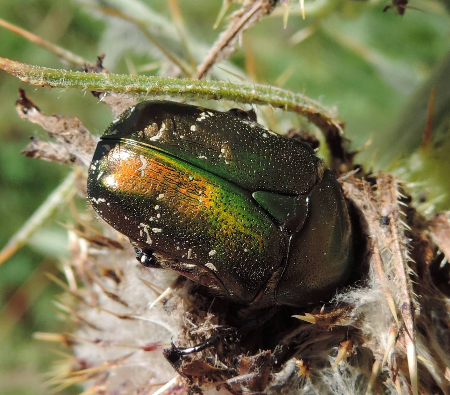 Cetoniidae:  Cetonia aurata? No, Protaetia cuprea metallica